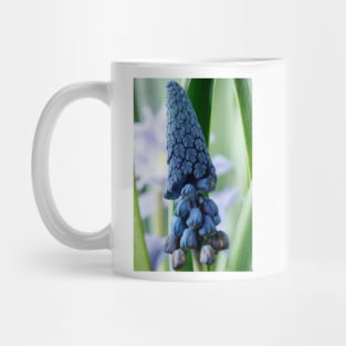 Bellevalia paradoxa  Grape hyacinth  syn.  Muscari paradoxum Mug